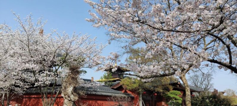 China's Shanghai Spring Festival Travel: Local People Bring Unique Experiences to the Region - Immersive Local Experiences