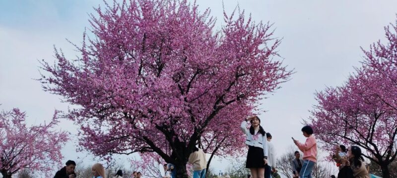 China's Shanghai Spring Festival Travel: Local People Bring Unique Experiences to the Region - Culinary Highlights