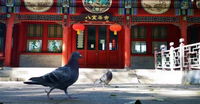 Chinese Tea Ceremony Your in Restored Natural Park - Frequently Asked Questions