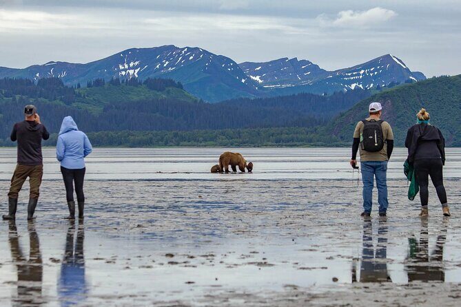 Chinitna Bay Bear Viewing Flight Tour from Talkeetna - Introduction: A Unique Way to See Alaskas Bears and Scenery