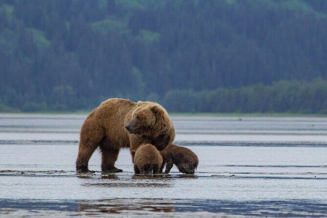 Chinitna Bay Bear Viewing Flight Tour from Talkeetna - FAQ