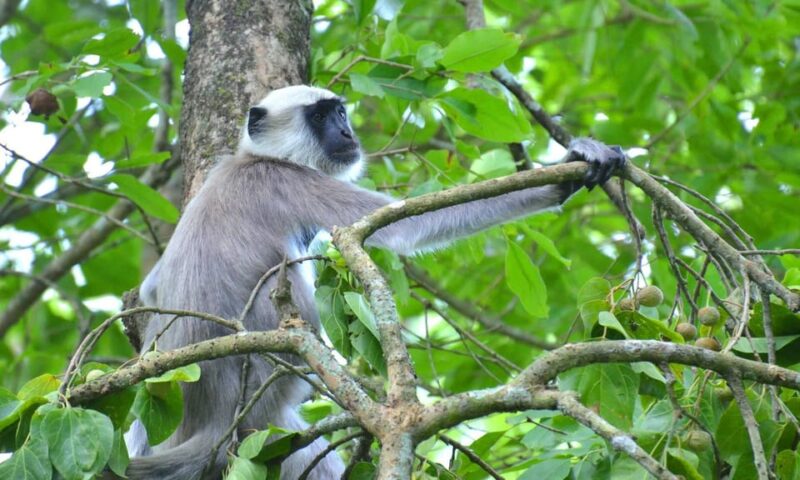 Chitwan: 3-Day National Park Tour With Wildlife Safari - Key Points