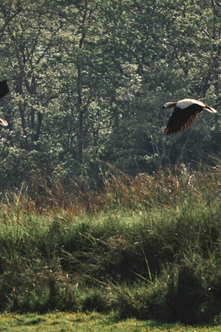 Chitwan: 3-Day National Park Tour With Wildlife Safari - Important Information