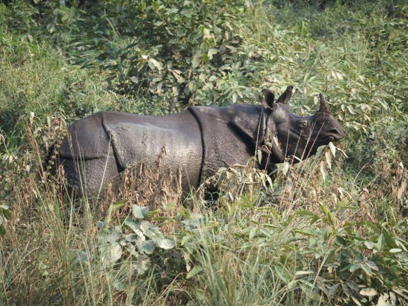 Chitwan: Canoeing, Jungle Walk, and Multi-Day Trek - Key Points  