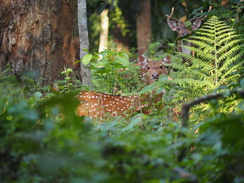 Chitwan: Canoeing, Jungle Walk, and Multi-Day Trek - Real Review Snippets