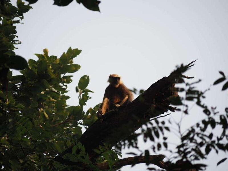 Chitwan: Canoeing, Jungle Walk, and Multi-Day Trek - Who Should Consider This Tour