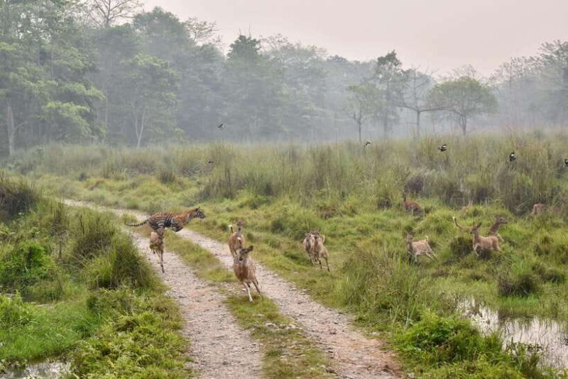 Chitwan: Canoeing, Jungle Walk, and Multi-Day Trek - Frequently Asked Questions