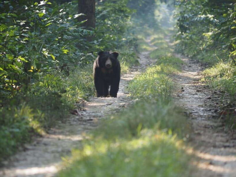 Chitwan: Full-Day Safari Canoeing and Jungle Walk and Jeep - Who Should Consider This Tour?