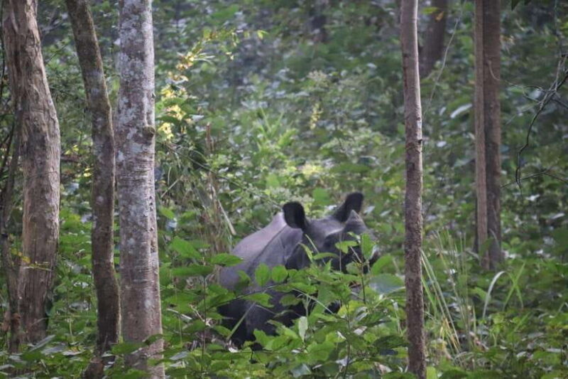 Chitwan: Full-Day Safari Canoeing and Jungle Walk and Jeep - The Sum Up