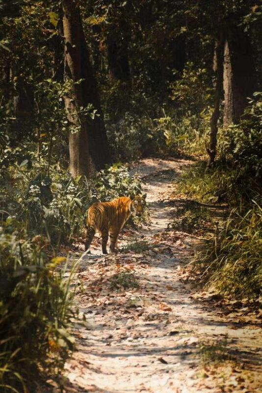 Chitwan: Full-Day Safari Canoeing and Jungle Walk and Jeep - FAQ