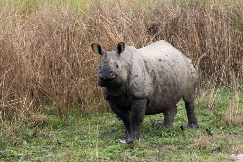 Chitwan Jungle Safari - 2 nights / 3 days - Key Points