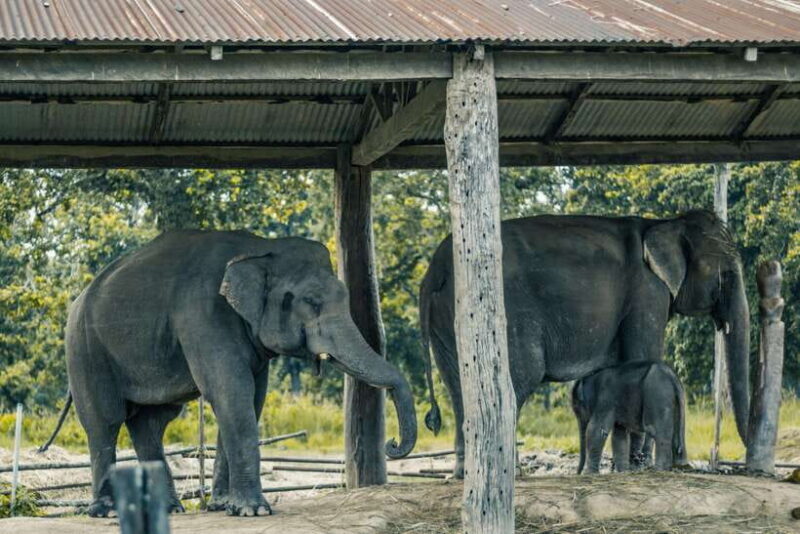 Chitwan Jungle Safari - 2 nights / 3 days - The Journey and What You’ll Experience