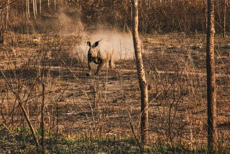 Chitwan Jungle Safari - 2 nights / 3 days - Final Thoughts
