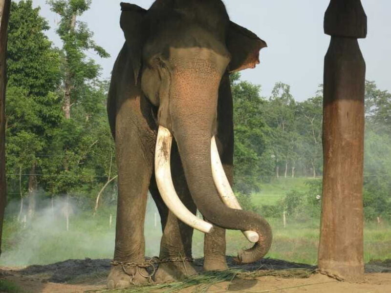 Chitwan Jungle Safari - 2 nights / 3 days - FAQ about the Chitwan Jungle Safari
