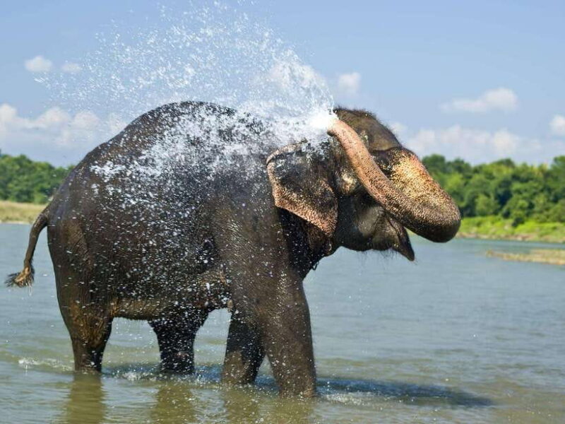 Chitwan: Jungle Safari Tour with Canoe Ride in Forest River - Key Points