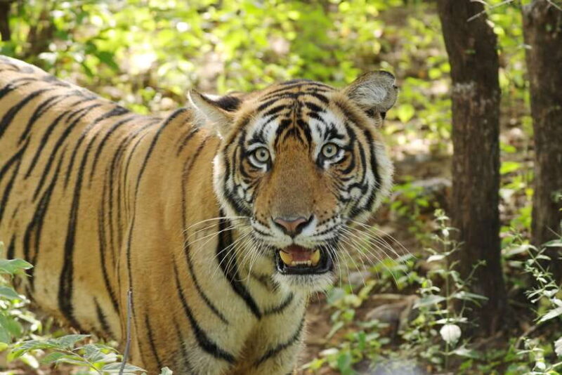 Chitwan: Jungle Safari Tour with Canoe Ride in Forest River - Who’s This Tour For?