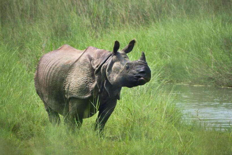 Chitwan: Jungle Safari Tour with Canoe Ride in Forest River - The Sum Up