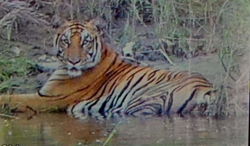 Chitwan National Park: Full-Day Jeep Safari with Lunch - Key Points