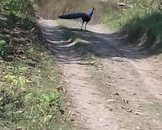 CHITWAN NATIONAL PARK FULL DAY PRIVATE JEEP SAFARI FROM MADI - Frequently Asked Questions