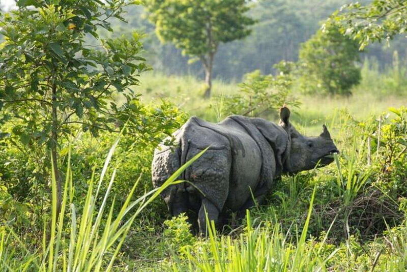 Chitwan National Park Tour - Introduction: Why Consider the Chitwan National Park Tour?