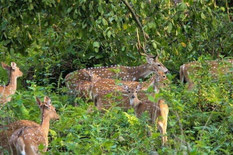 Chitwan National Park Tour - Final Thoughts