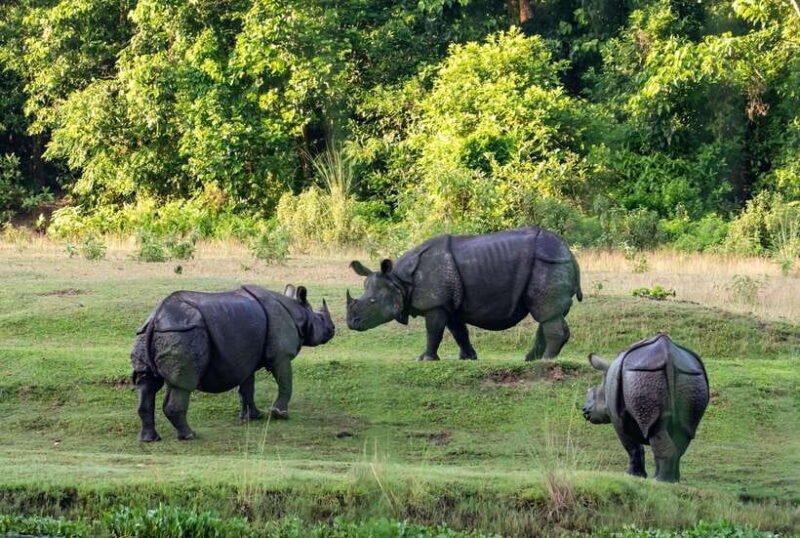 Chitwan National Park Tours: 3 Nights 4 days Full Package - An In-Depth Look at the Tour