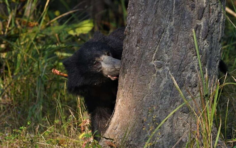Chitwan National Park Tours: 3 Nights 4 days Full Package - Who Will Love This Tour?