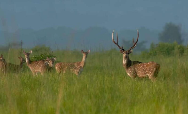 Chitwan National Park Tours: 3 Nights 4 days Full Package - Summary