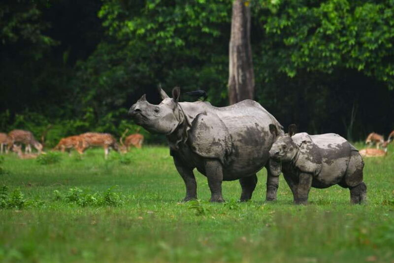 Chitwan National Park Tours: 3 Nights 4 days Full Package - FAQ