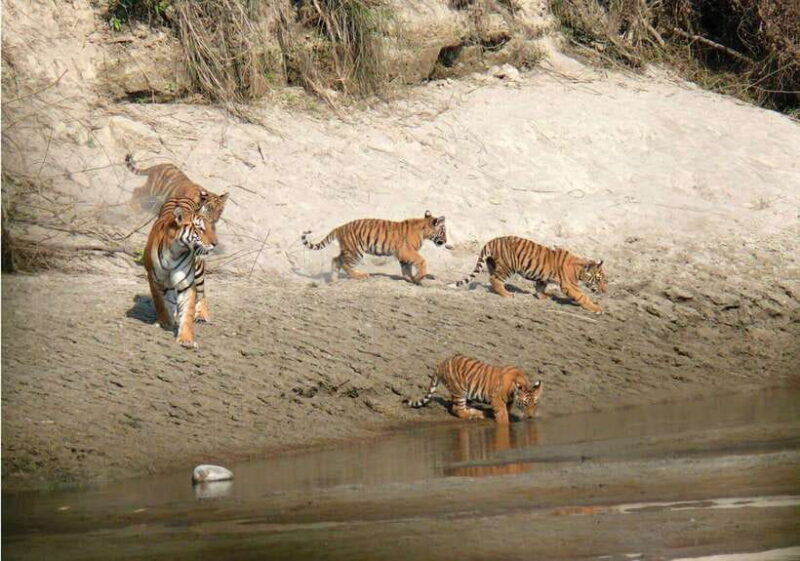 Chitwan National Park: Tower Night Stay with Nature Guide - Key Points