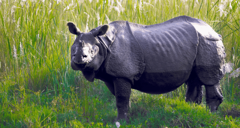 Chitwan Tour-Rhino Safari in Nepal - Customer Testimonials