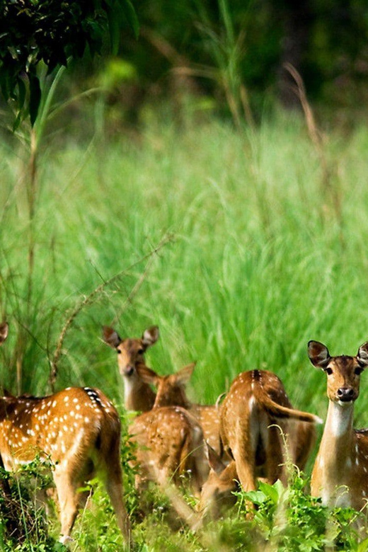 Chitwan Wildlife Adventure:Discover Nepals Jungle Treasures - Day 3: Bird Watching Highlights