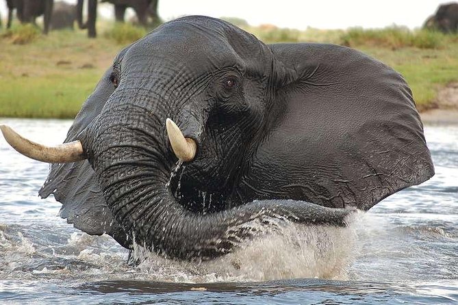 Chobe Extended Day Trip From Victoria Falls - Zimbabwe - Travel Tips
