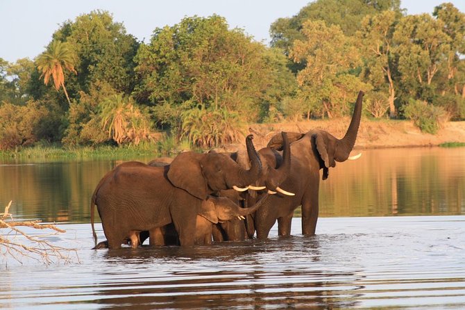 Chobe Full Day Trip - Booking Process