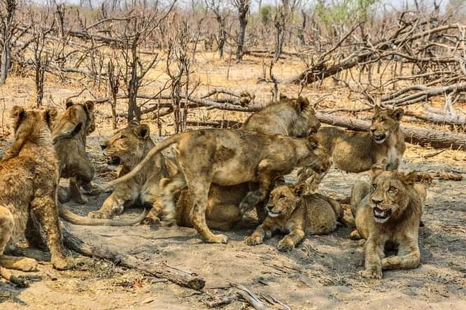 Chobe National Park From Victoria Falls - Customer Reviews and Experiences