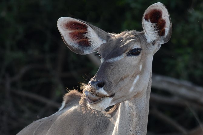 Chobe National Park Game Drive, Botswana - Pickup and Meeting Details