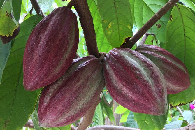 Chocolate Tour in Vallarta - Accessibility and Meeting Point