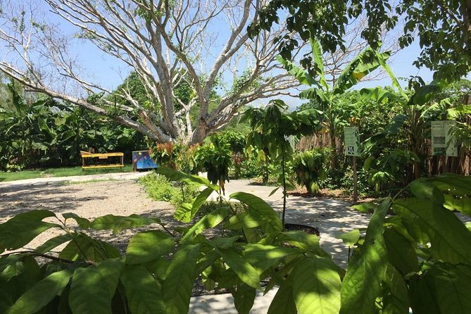 Chocolate Tour in Vallarta - Positive Customer Feedback