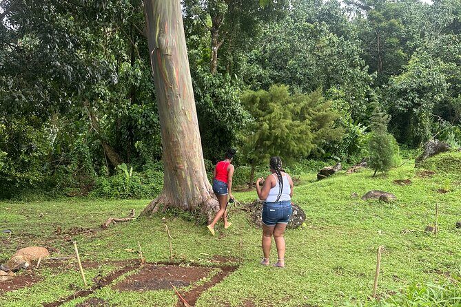 Chocolate, Waterfall, spices and Nature tours! - FAQ