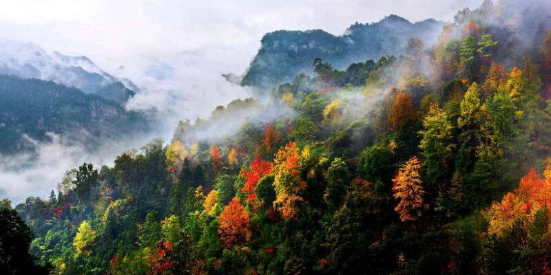 Chongqing:1-day Jinfoshan Mt hiketrip (licen guide,with car) - Authenticity, Value, and Overall Impression