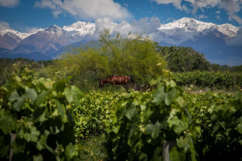 Choose Your Wine Adventure at Uco Valley - Key Points