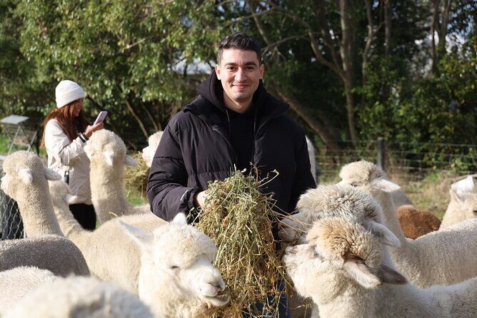 Christchurch Alpaca Farm Tour From Kaiapoi - A Deep Dive into the Alpaca Adventure