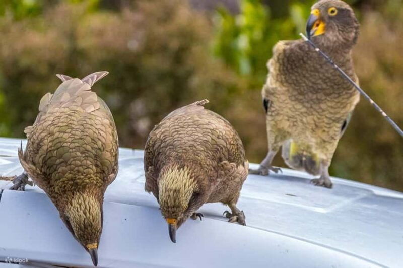 Christchurch: Arthurs Pass & Castle Hill Private Tour - Key Points  