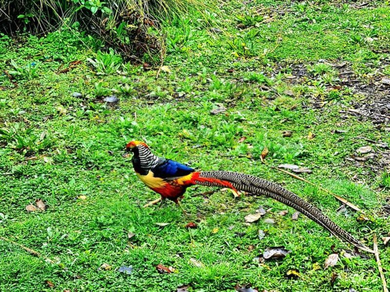 Christchurch City Highlights Half Day Tour - Frequently Asked Questions