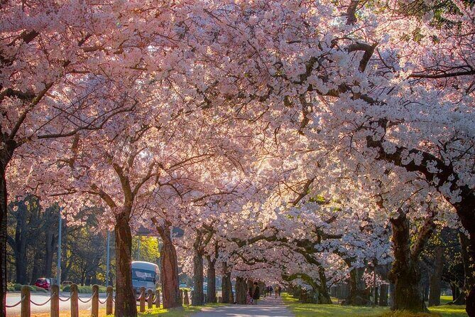 Christchurch City Private Day Tour with Gondola - Who Should Consider This Tour?