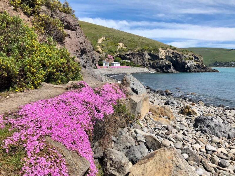 Christchurch: Guided Crater Rim Walk with Coastal Scenery - The Details: What to Expect from the Tour