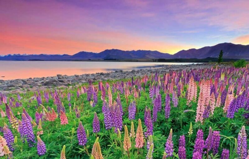 Christchurch: Mt Cook Day Trip/Lake Tekapo & Tasman Glacier - Who Will Love This Tour?