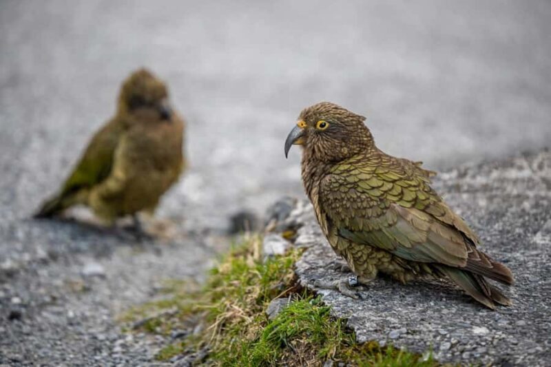 Christchurch to Franz Josef Tour with TranzAlpine (1 way) - A Deep Dive Into the Tour Experience