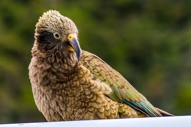 Christchurch to Franz Josef via Hokitika (1 way) - Pricing and Value