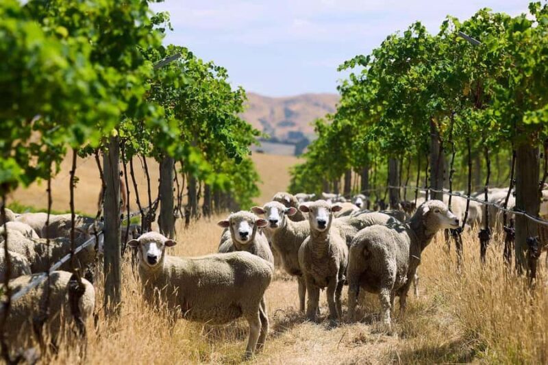 Christchurch Waipara Valley Private Wine Tour - Exploring the Waipara Valley: What to Expect
